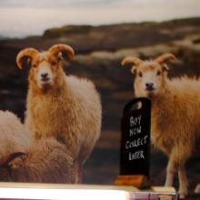 North Ronaldsay lamb in Scotlands Larder